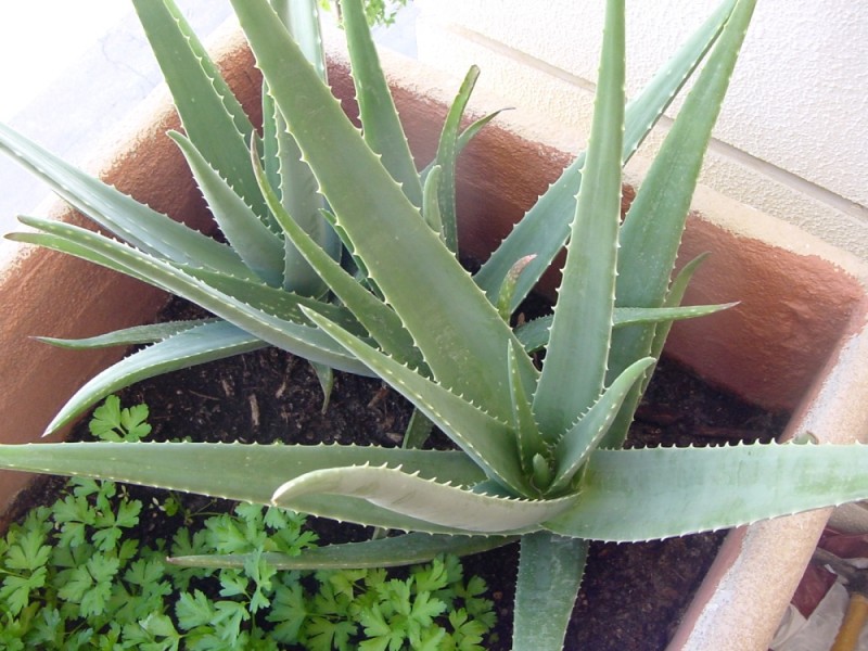 Aloe Vera poate scădea colesterolul și este folosit intens în produsele cosmetice